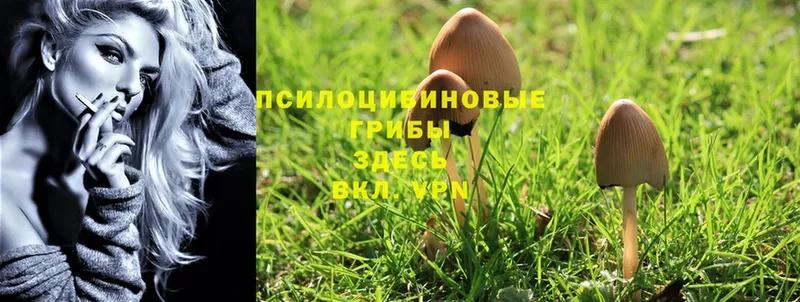 Галлюциногенные грибы Psilocybine cubensis  Грязи 